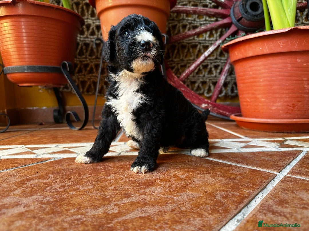 Perro de Agua Español perros en venta: Cahorro perro de agua Español en Granada  - Imagen 2