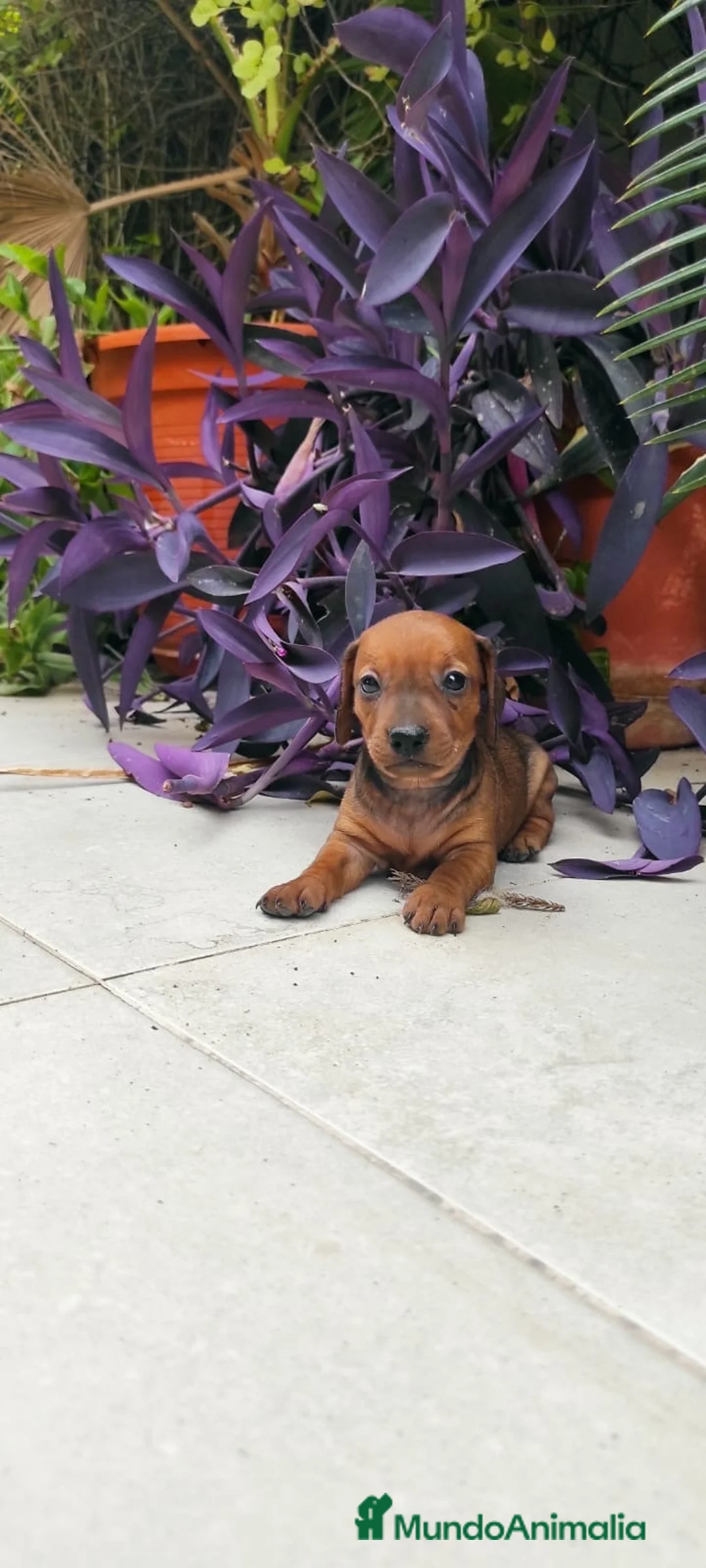 Teckel Miniatura perros en venta:  OPORTUNIDAD!!PRECIOSO TECKEL MINIATURA  - Anuncio 1