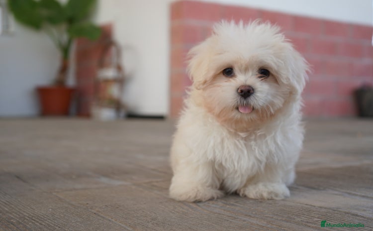 Maltipoo perros - Anuncio 10