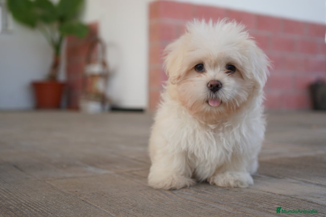 Maltipoo perros en venta: 🐾 Snow – Maltipoo macho blanco cremoso 🐾 - Imagen 1