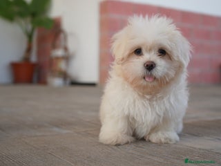 Maltipoo perros - Anuncio 3