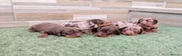 Teckel Miniatura perros en venta: Teckel arlequines y exoticos - Anuncio 7