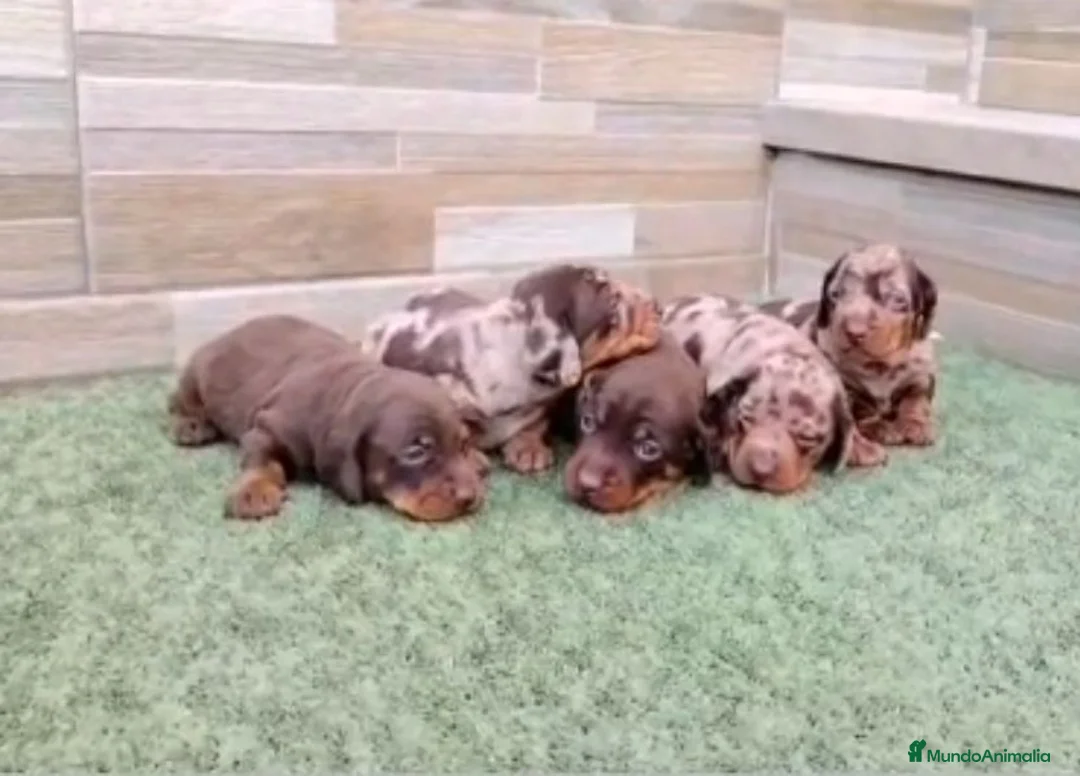 Teckel Miniatura perros en venta: Teckel arlequines y exoticos - Anuncio 7
