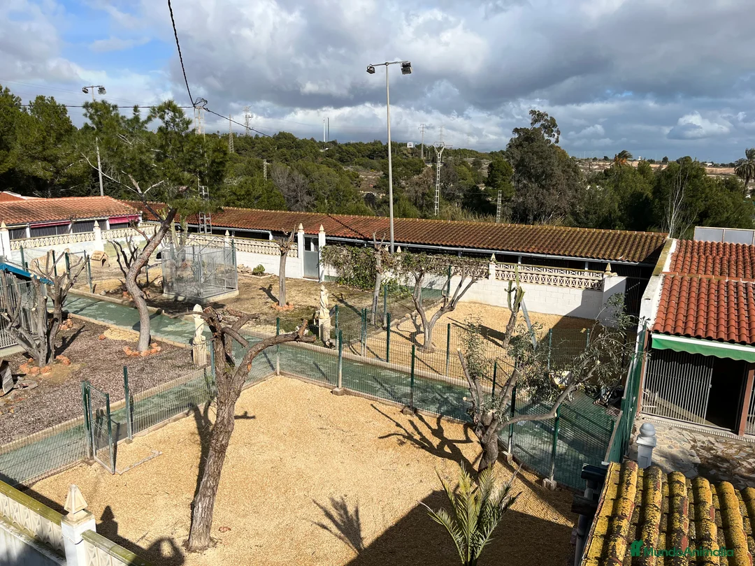 Pinscher Alemán perros en venta: Benidorm Todos los servicios para tu mascota  en Alicante - Anuncio 32