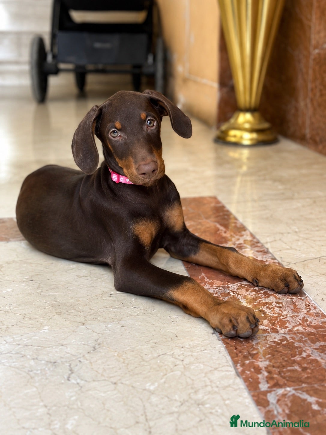 Dobermann perros Doberman chocolates - Anuncio 27