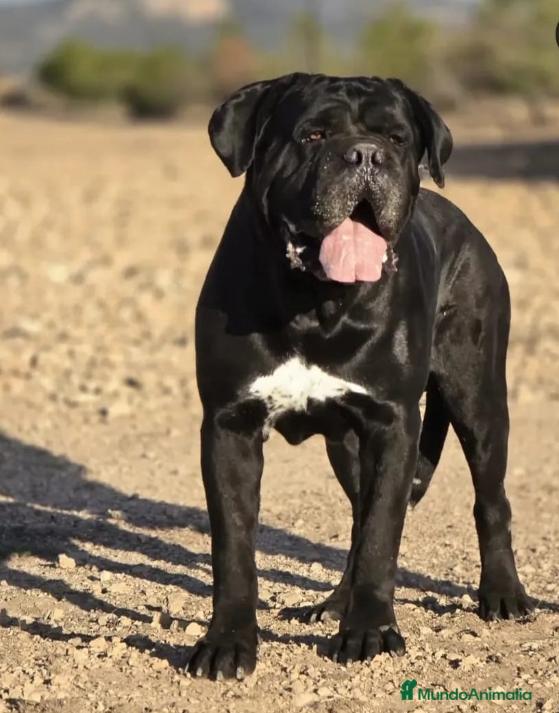 Cane Corso perros Cane corso - Anuncio 2