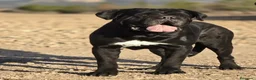 Cane Corso perros en venta: Cane corso - Anuncio 1