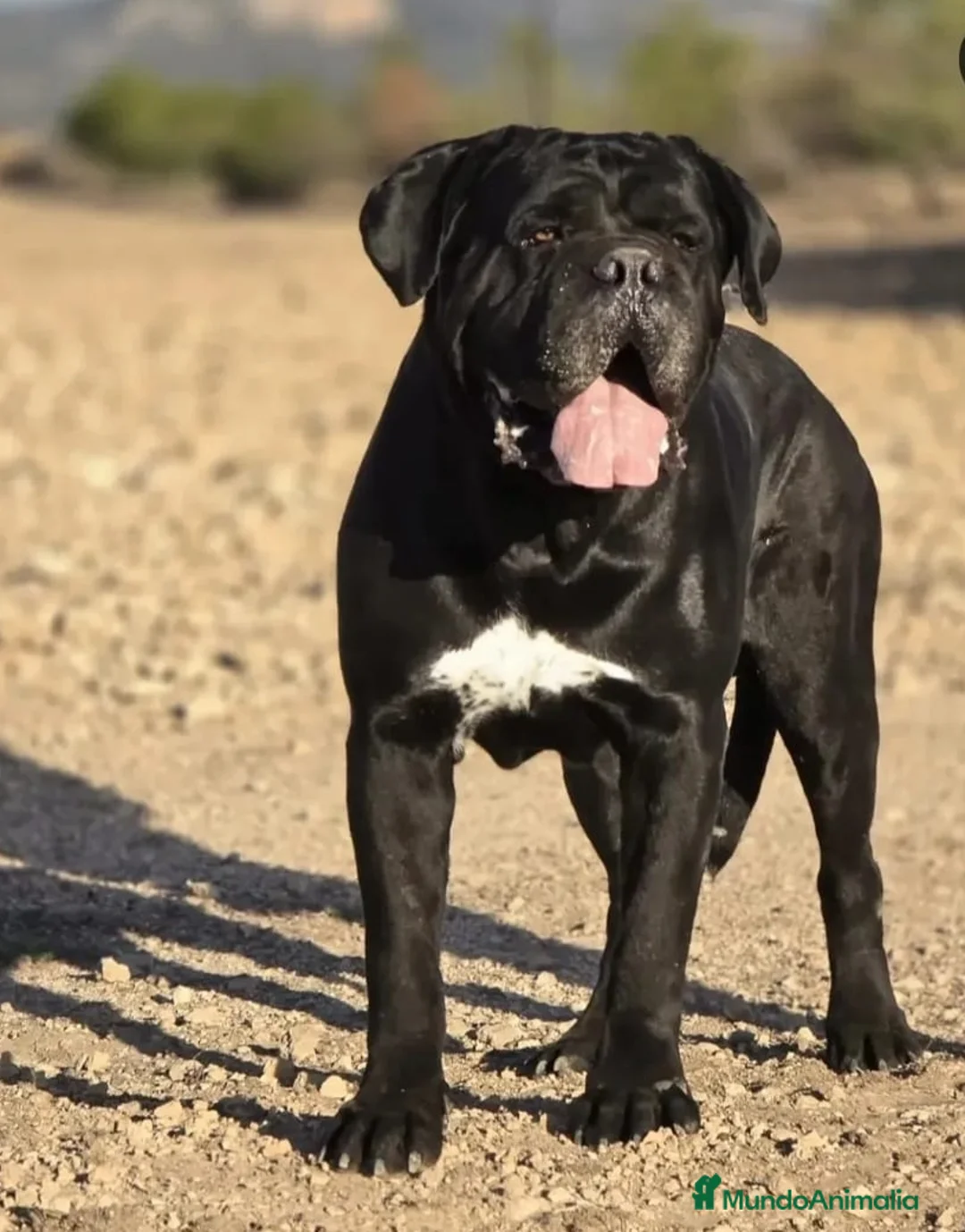 Cane Corso perros en venta: Cane corso - Anuncio 1