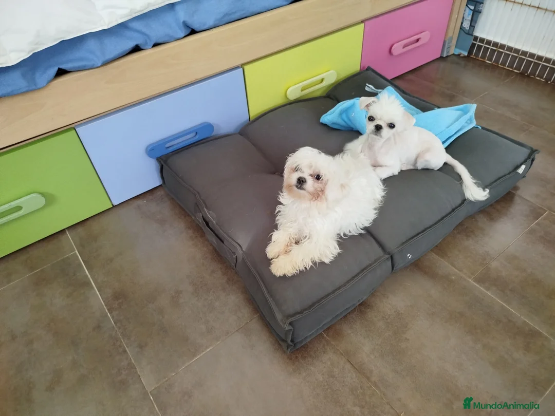 Imagen de galería {{count}}
