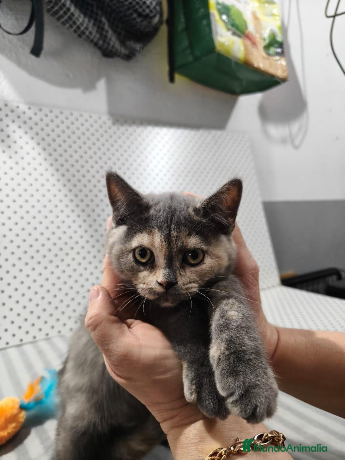 Británico de Pelo Corto gatos en venta: BRITISH SHORTAIR gatita se vende - Anuncio 1