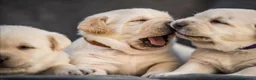 Labrador Retriever perros en venta: Cachorros de labrador Retrievers amarillo  - Anuncio 4