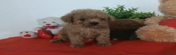 Caniche Enano perros en venta: Preciosos cachorros de caniche toy - Anuncio 1