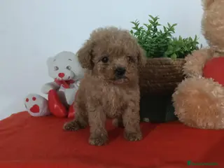 Caniche Enano perros Preciosos cachorros de caniche toy - Anuncio 1