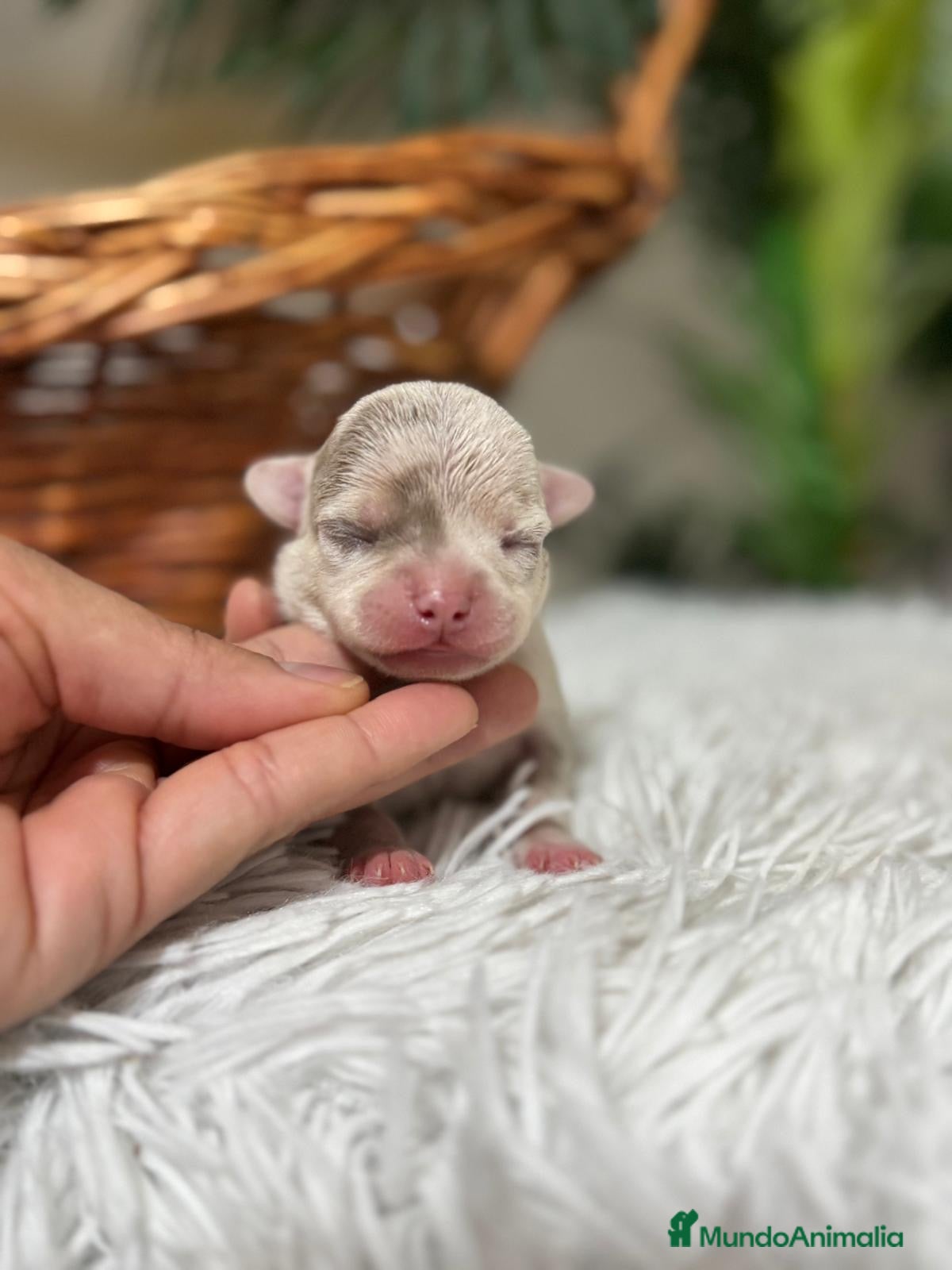 Chihuahua perros CHIHUAHUA MERLE MACHO - Anuncio 1