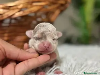 Chihuahua perros CHIHUAHUA MERLE MACHO - Anuncio 2