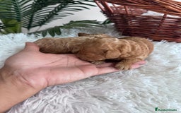 Caniche Toy perros en venta: CANICHE TOY - Imagen 7