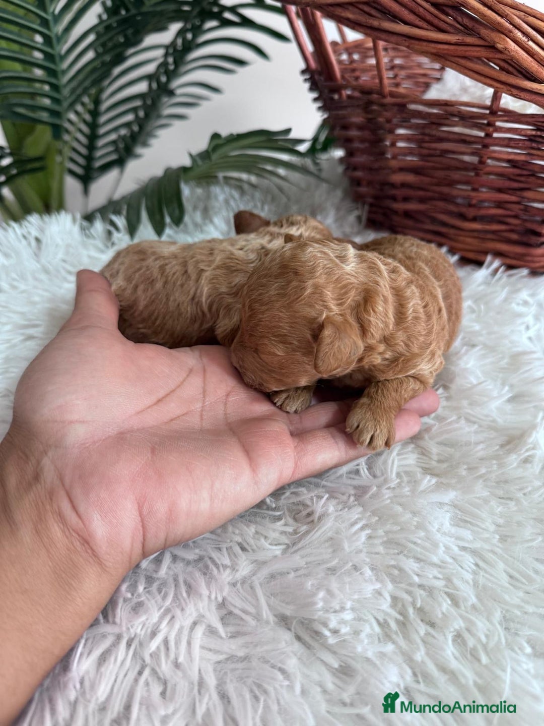 Caniche Toy perros en venta: CANICHE TOY - Imagen 7