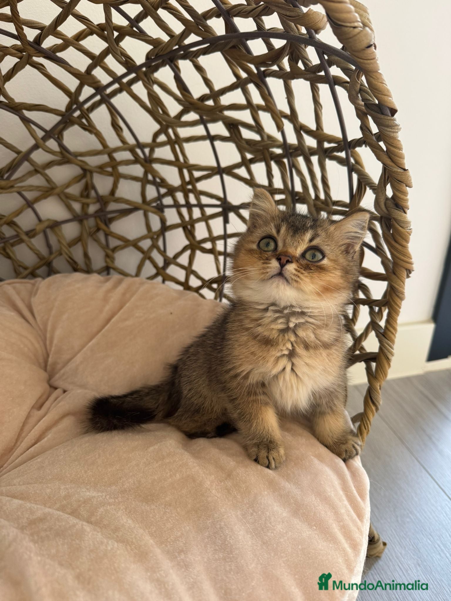 Británico de Pelo Corto gatos British golden tabby ticked  - Anuncio 1