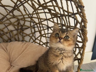 Británico de Pelo Corto gatos British golden tabby ticked - Anuncio 1