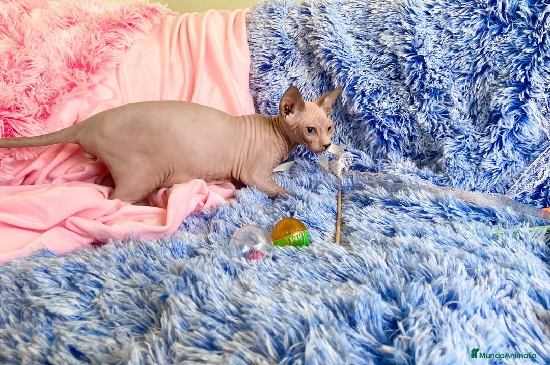 Sphynx gatos en venta: CACHORRO BLANCO-MACHO SPHYNX - Anuncio 1