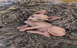 Sphynx gatos en venta: GATO EGIPCIO MACHO - Imagen 1