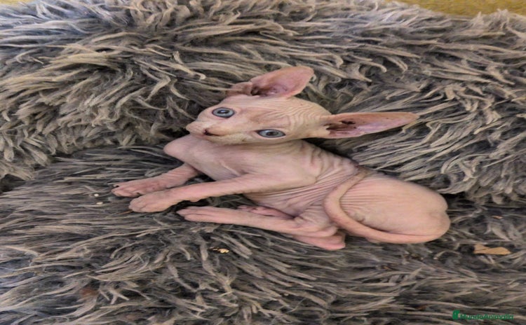 Sphynx gatos - Anuncio 2