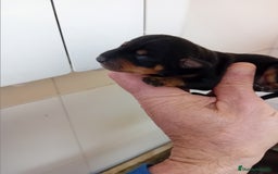 Pinscher Miniatura perros en venta: Picher autenticos - Imagen 6