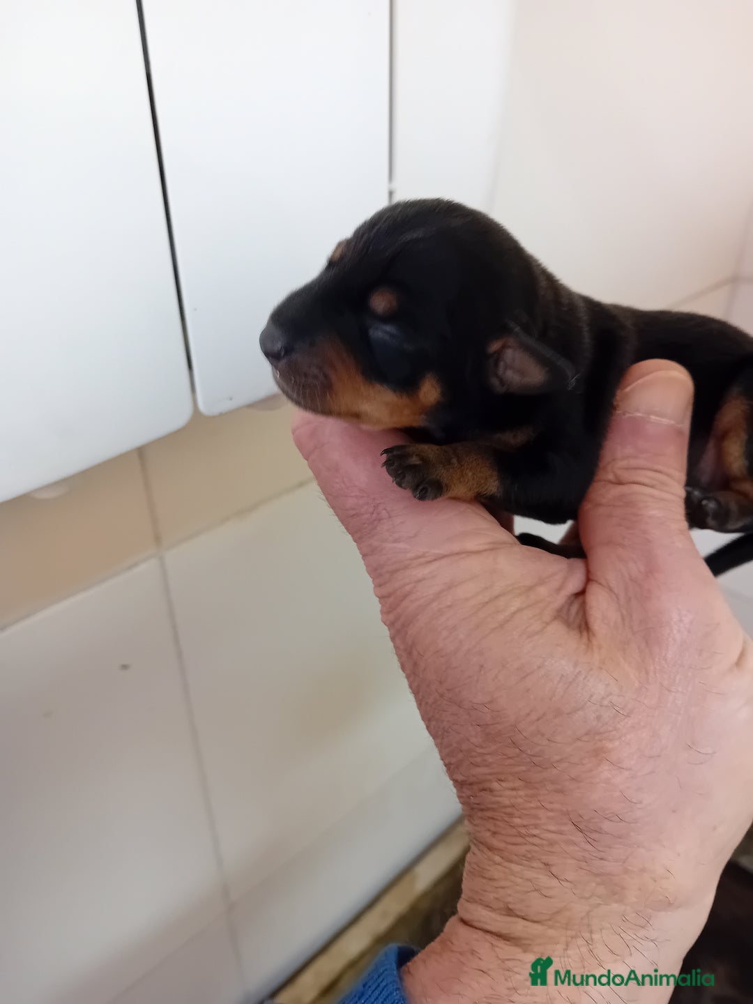 Pinscher Miniatura perros en venta: Picher autenticos - Imagen 6