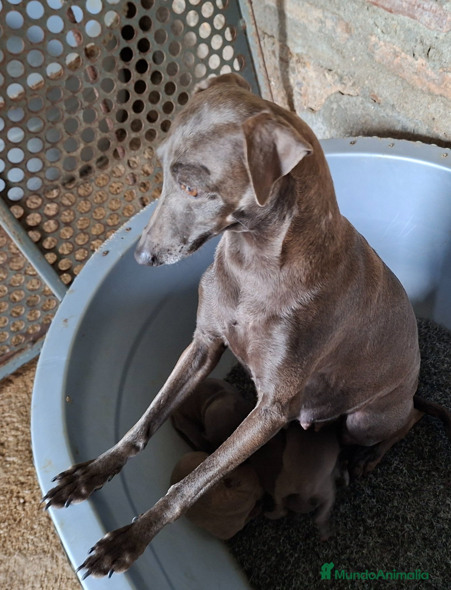Pequeño Lebrel Italiano perros Pequeño lebrel italiano azul - Anuncio 1