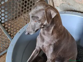 Pequeño Lebrel Italiano perros Pequeño lebrel italiano azul - Anuncio 1