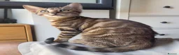 Bengalí gatos en venta: Gata Bengalí – Alta Genética y Crianza Premium - Anuncio 5