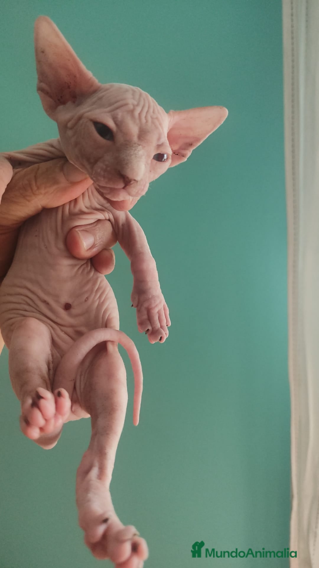 Británico de Pelo Corto gatos en venta: Sphynx calidad y selección  - Imagen 8
