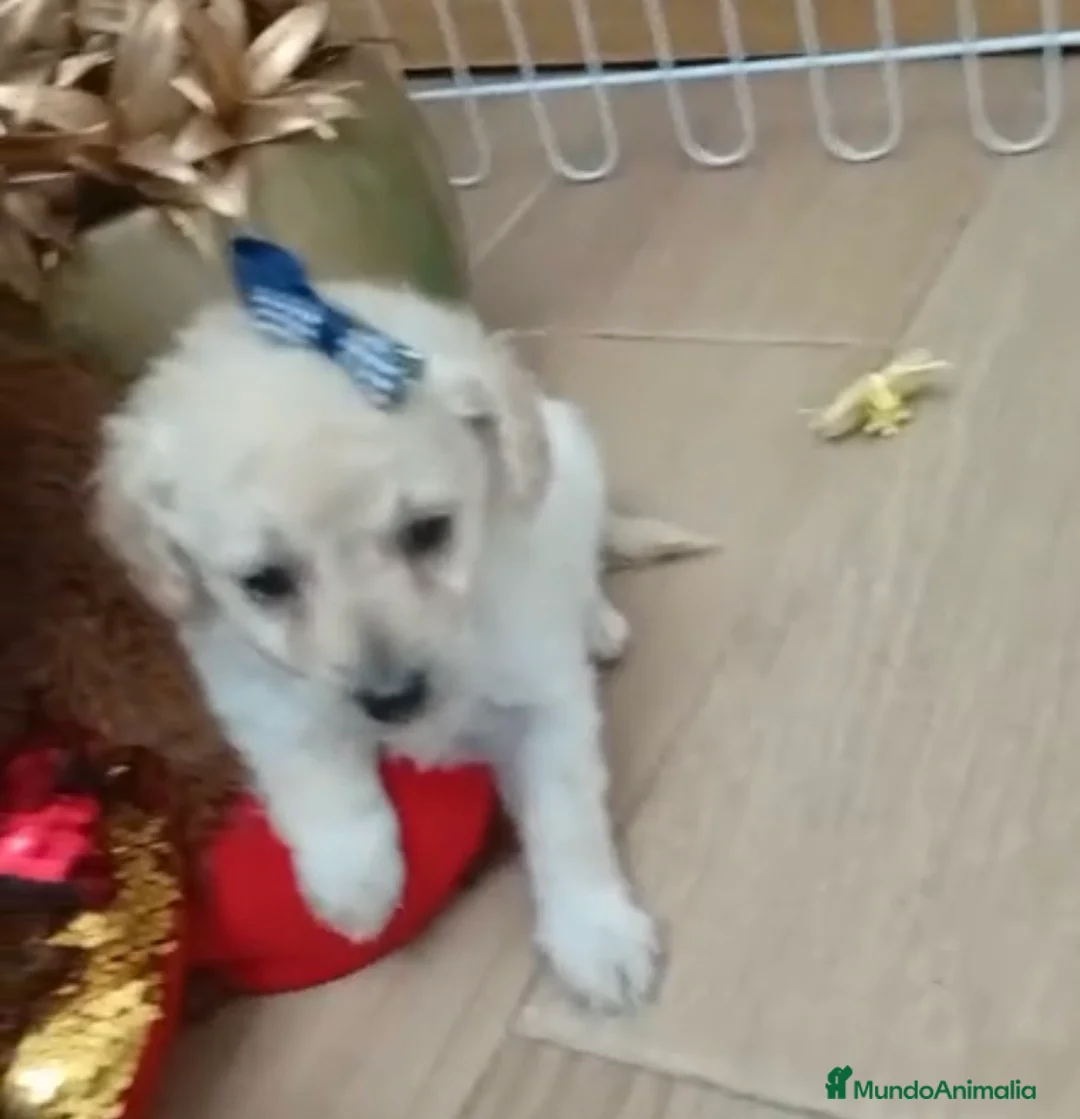 Maltipoo perros en venta: Maltipoo machos y hembras  - Anuncio 1