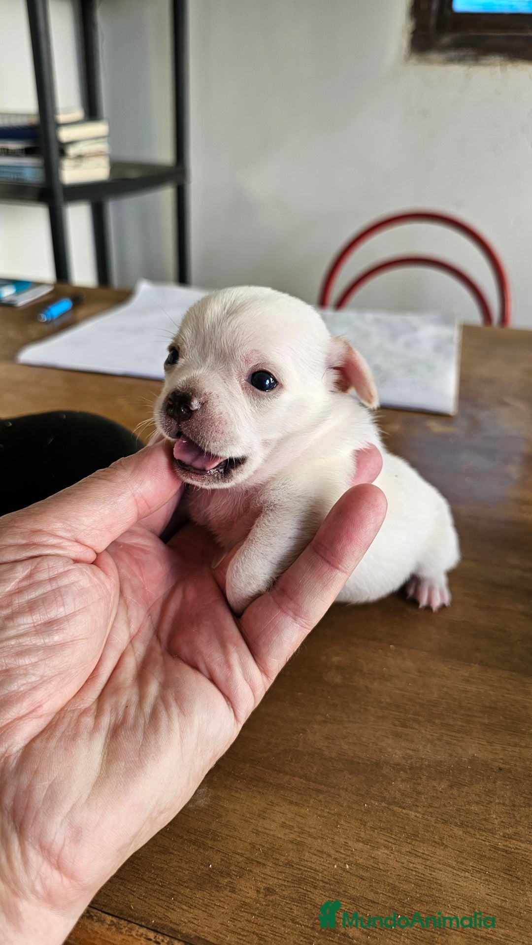 Chihuahua perros en venta: Preciosos chihuahuas mini - Imagen 4
