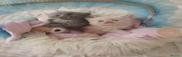 Persa gatos en venta: Gatitos persa himalayo  - Anuncio 3