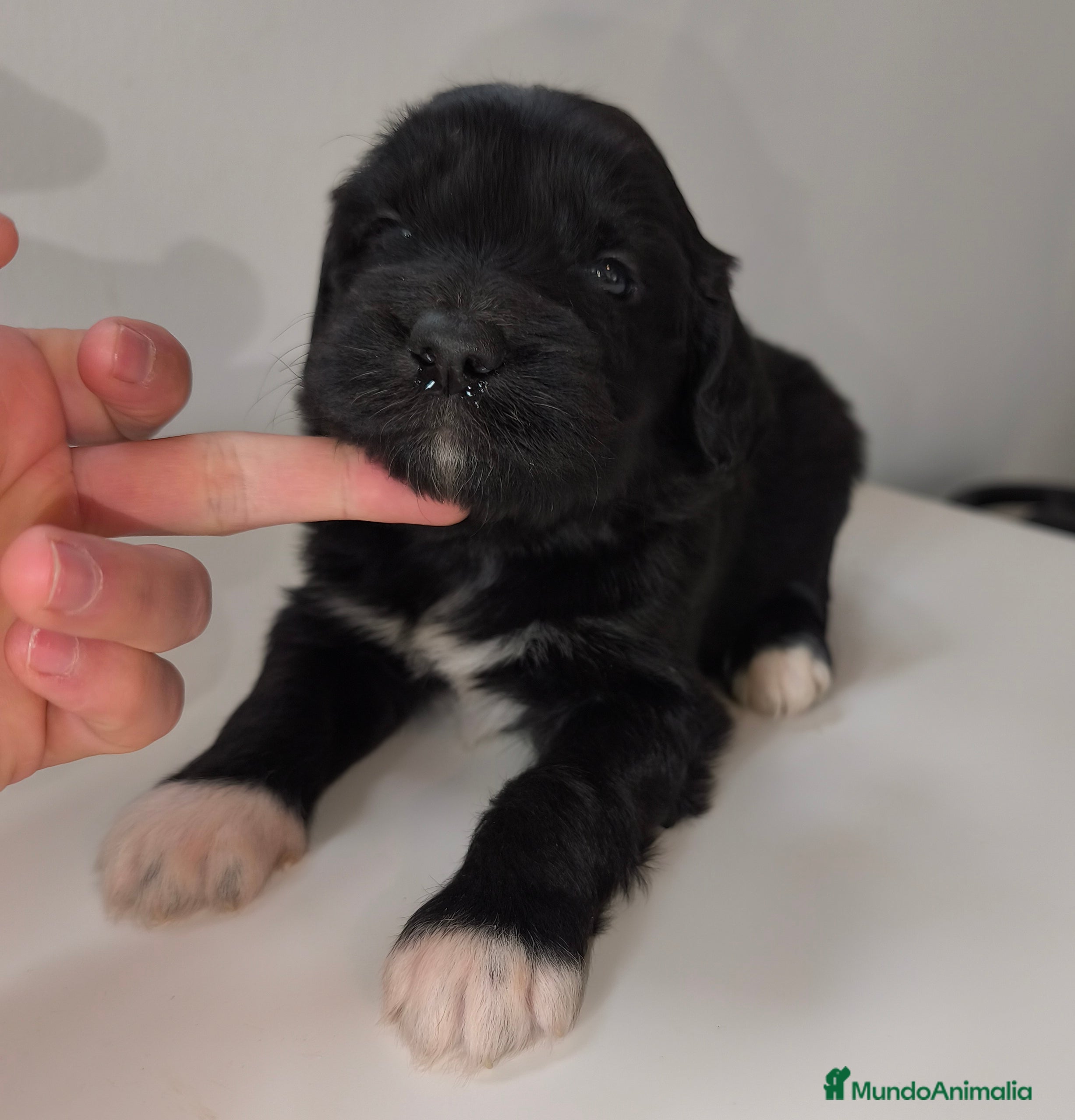 Raza Mixta perros Cachorros cruce de caniche x border collie - Anuncio 3