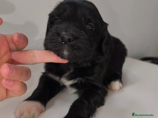 Raza Mixta perros Cachorros cruce de caniche x border collie - Anuncio 3