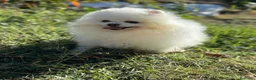 Pomerania perros en venta: Pomeranias varios colores !!!! - Anuncio 6