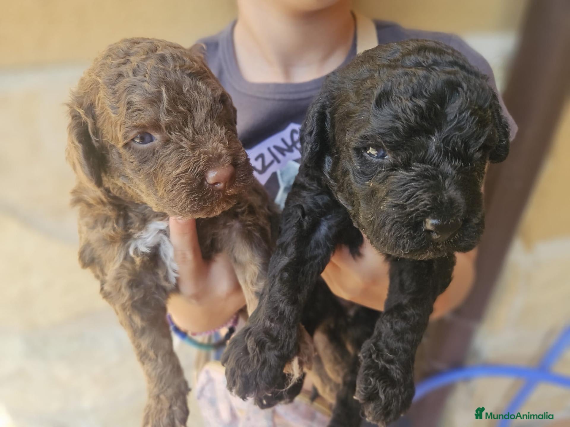Perro de Agua Español perros Perros de agua Prao Toro 🤎🖤 - Anuncio 1