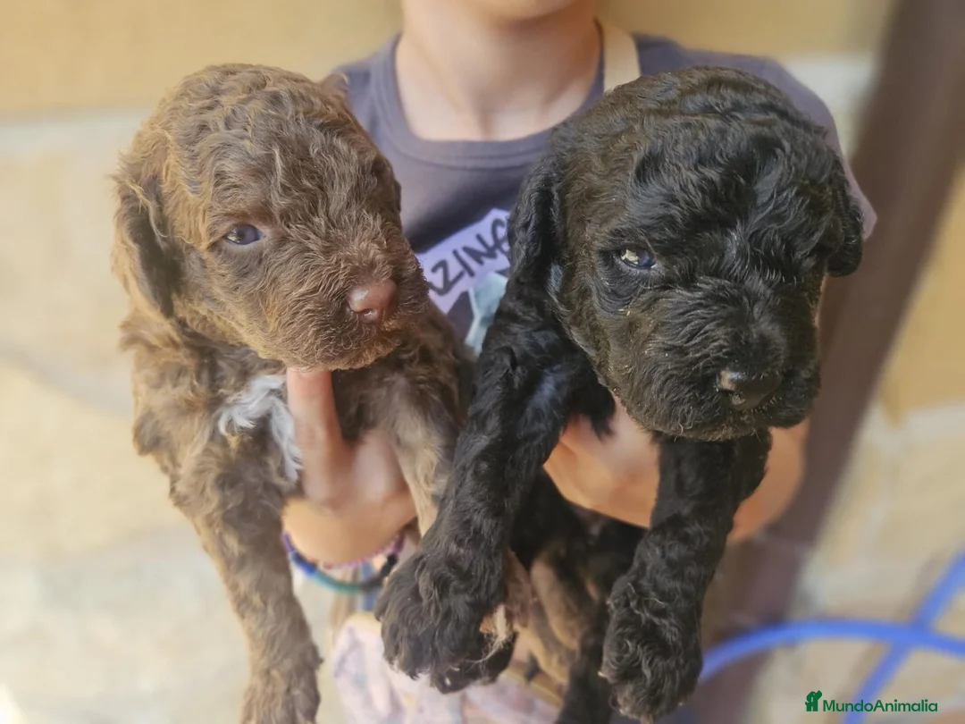 Perro de Agua Español perros en venta: Perros de agua Prao Toro 🤎🖤 - Anuncio 1