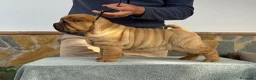 Shar Pei perros en venta: PRECIOSOS BEBE SHAR PEI - Anuncio 1