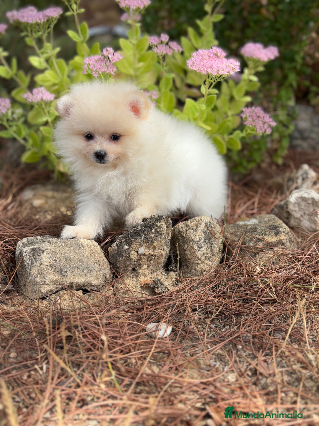Pomerania perros en venta: Pomerania Macho disponible  - Imagen 1