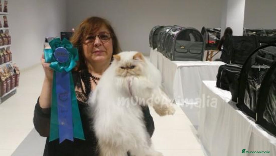 Imagen de galería {{count}}