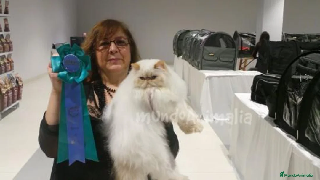 Imagen de galería {{count}}