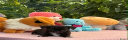 Chihuahua perros en venta: Preciosa cachorros de chihuahua  - Anuncio 5