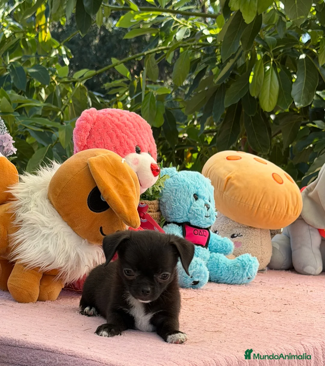 Chihuahua perros en venta: Preciosa cachorros de chihuahua  - Anuncio 5