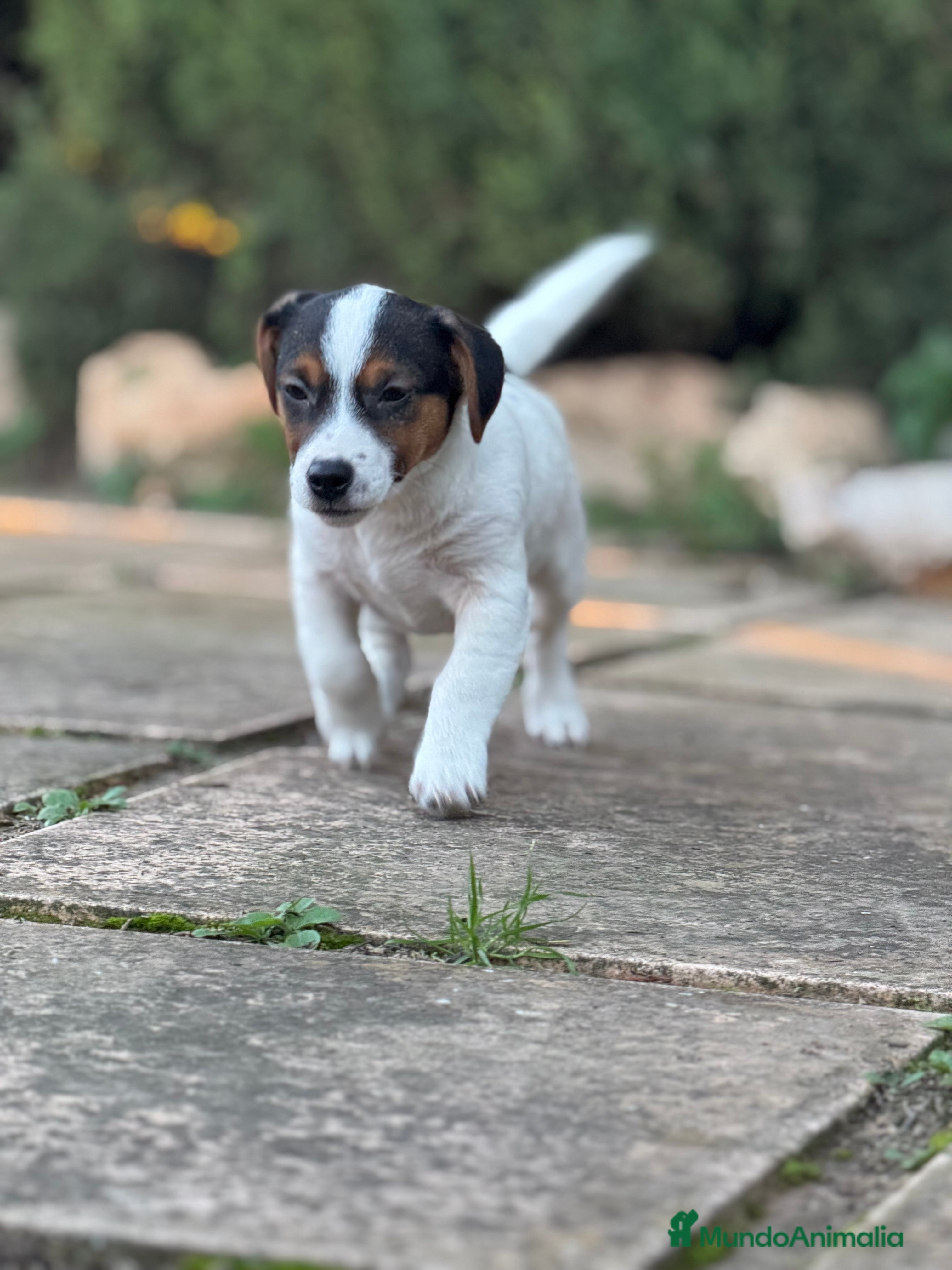 Jack Russell Terrier perros JACK RUSSELL JACK RUSSELL JACK RUSSELL JACK RUSSEL - Anuncio 2