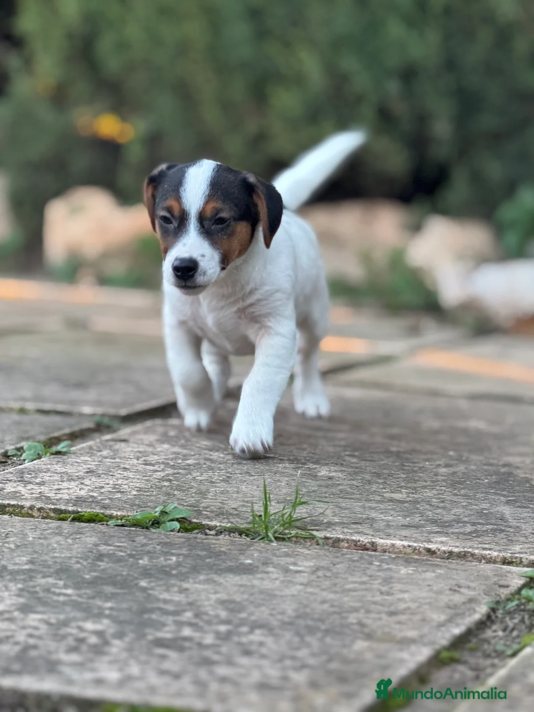 Jack Russell Terrier perros en venta: JACK RUSSELL JACK RUSSELL JACK RUSSELL JACK RUSSEL - Anuncio 2