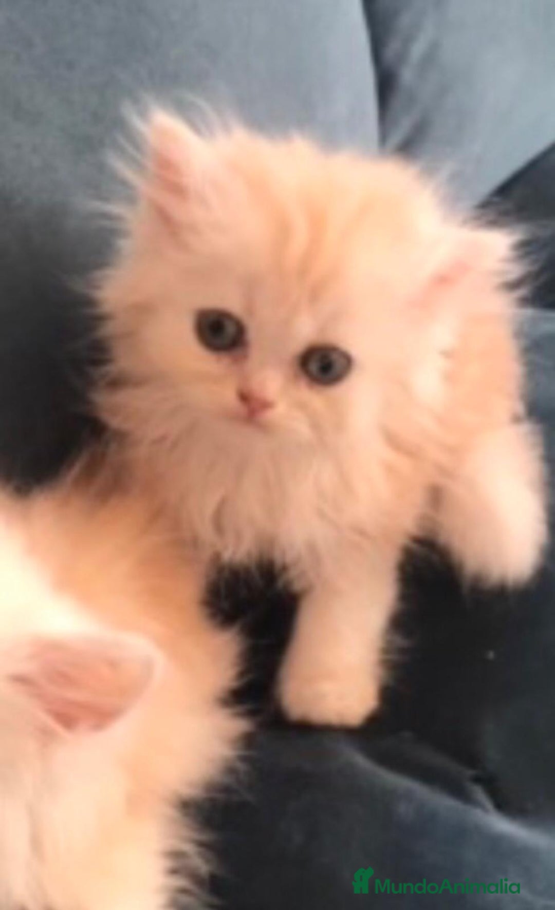Persa gatos en venta: Persa en Valencia  - Imagen 2
