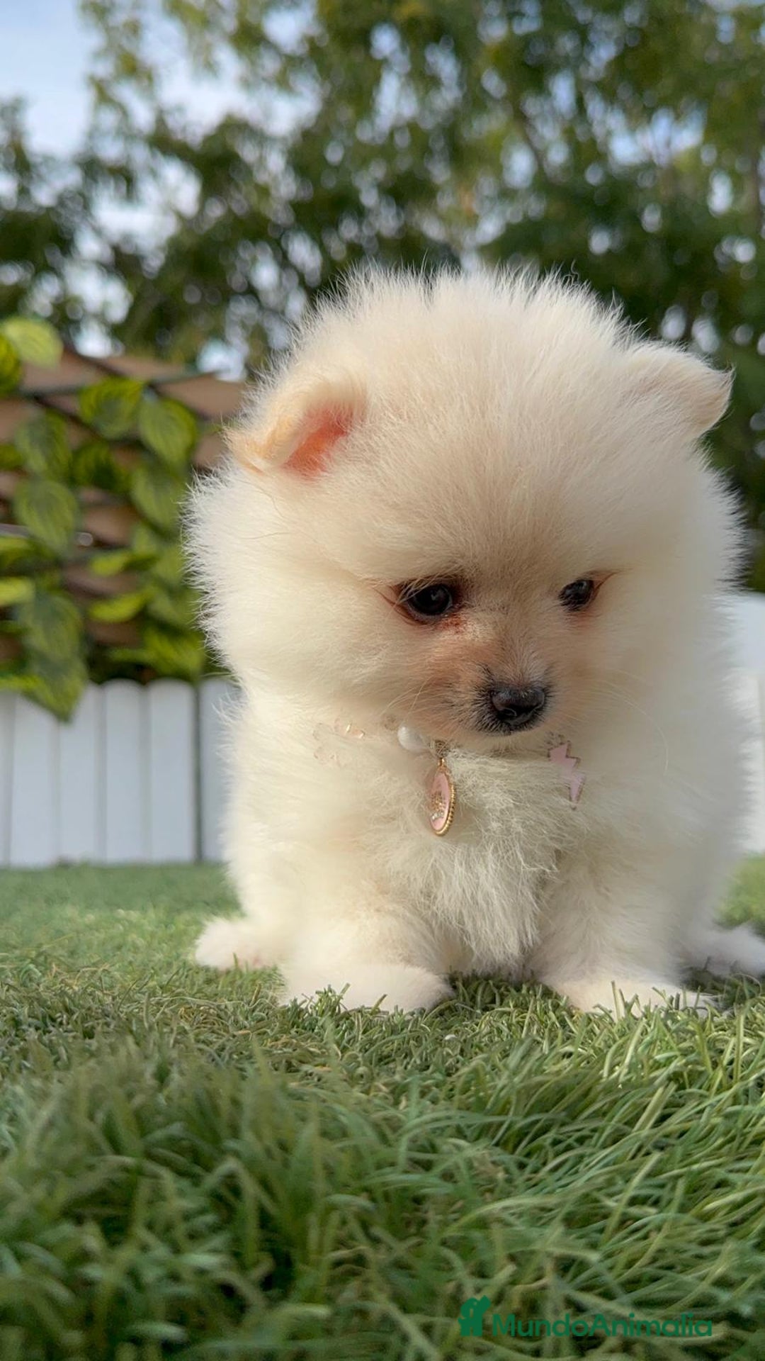 Pomerania perros en venta: POMERANIA HEMBRA - Imagen 17